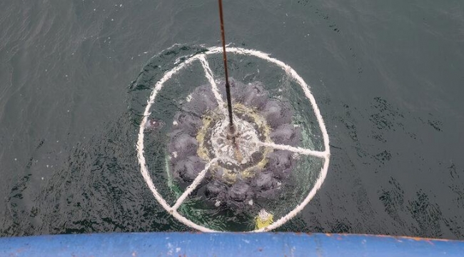 ODTÜden Marmara Denizinde kritik çalışma! İşte çarpıcı sonuçlar