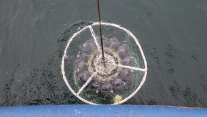 ODTÜden Marmara Denizinde kritik çalışma! İşte çarpıcı sonuçlar