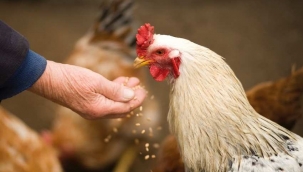 Resmi Gazetede yayınlandı: Artık tavuk etinde GDO serbest