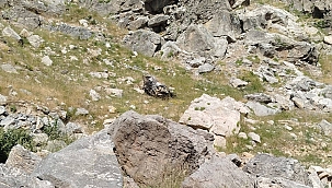 Batman'da bilirkişi ekibini taşıyan araç şarampole yuvarlandı: 5 kişi öldü